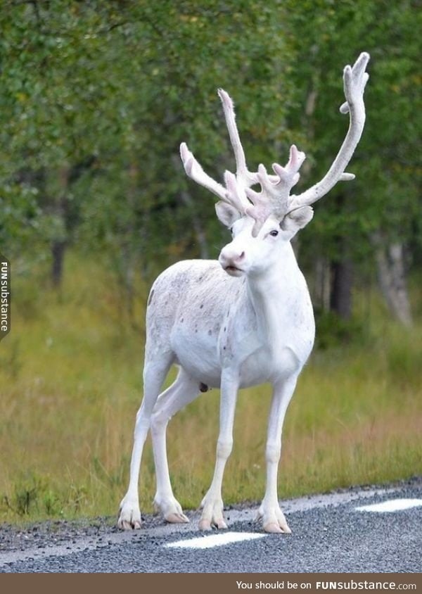 Rare white reindeer sighting in Sweden