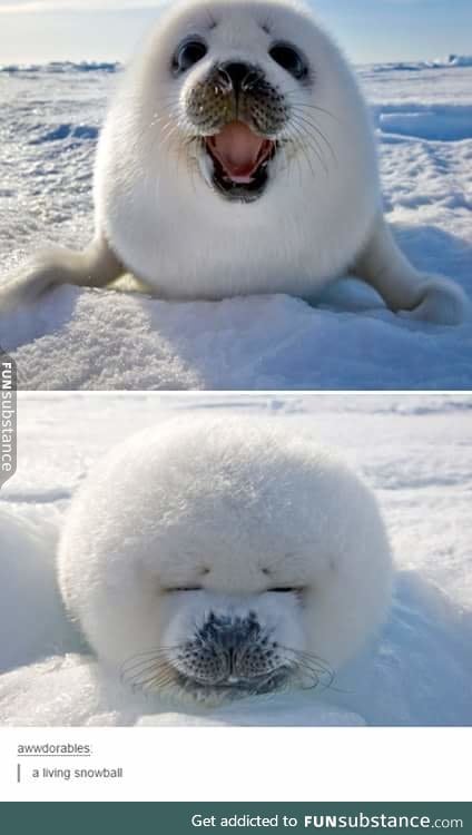 In case of bad day, have this happy cotton ball