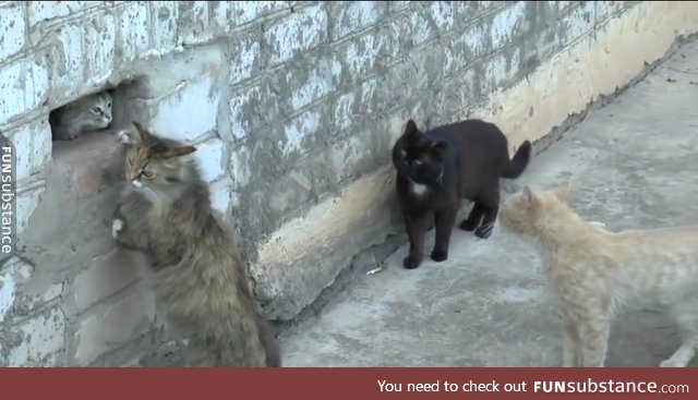 You know when you're in a bad hood, when even the cats are buying nip on the corner.