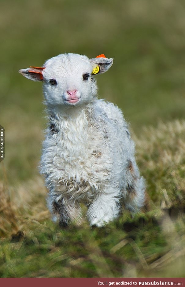 Day 579 of your daily dose of cute: Mary had a little lamb