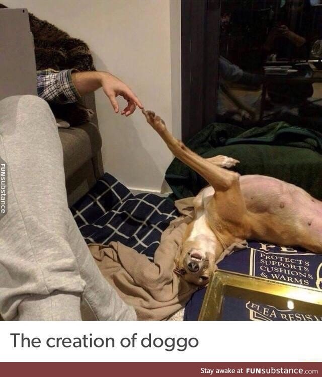 The creation of doggo
