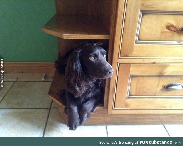 v long pupper doin a shelf