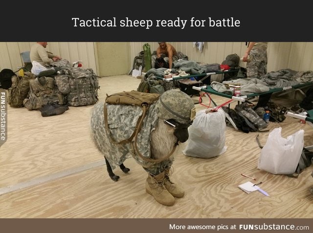 It's a battle sheep