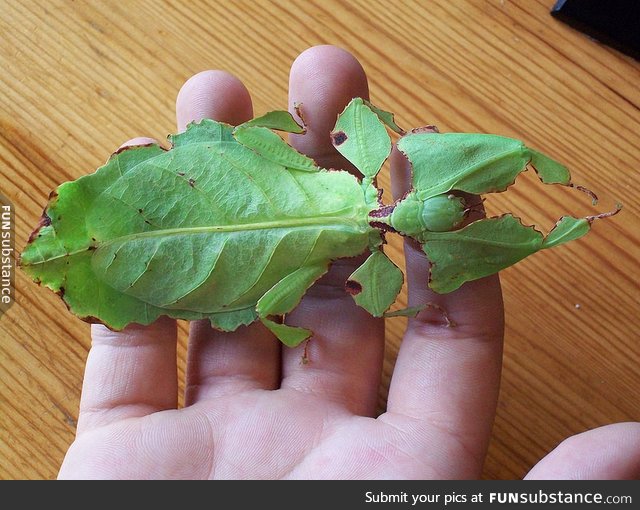 Not a leaf