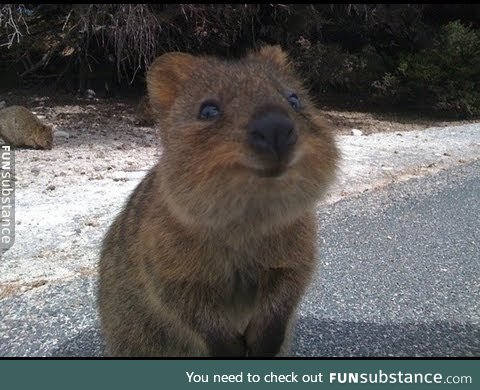 Meet the Quokka, Australia's Happiest Animal :)