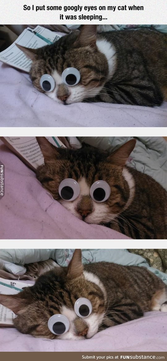 Googly kitty