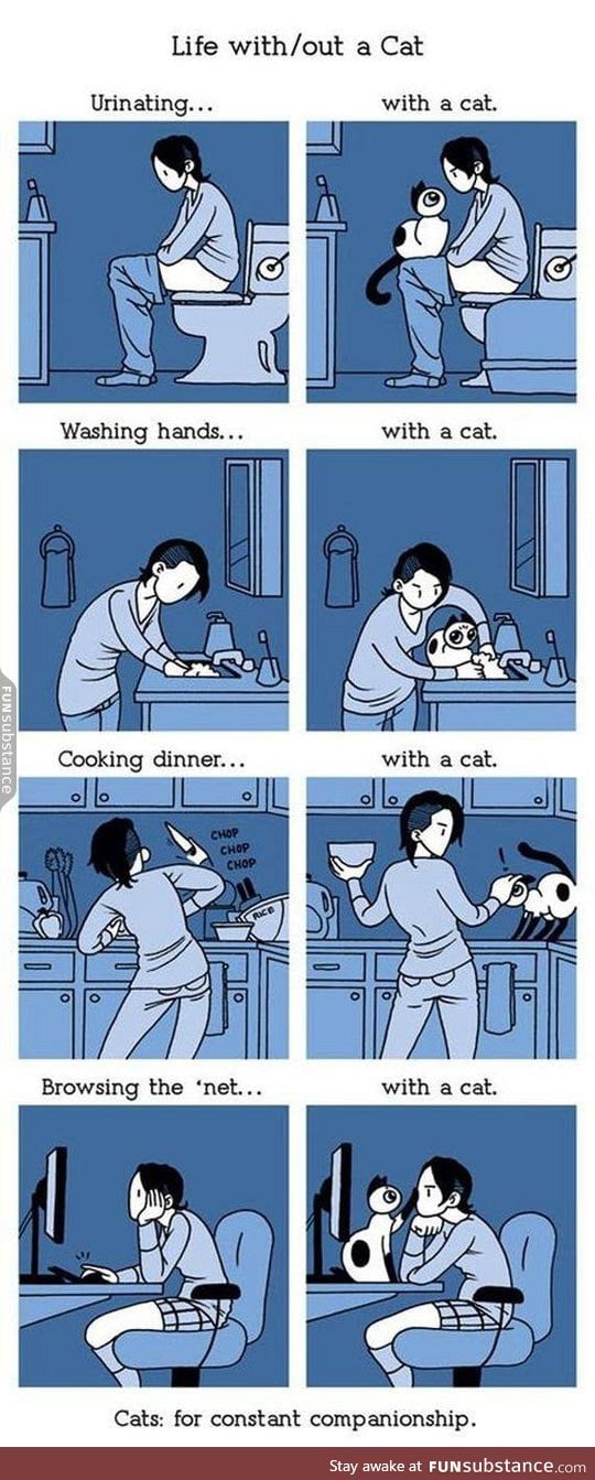 Living with a cat is not easy