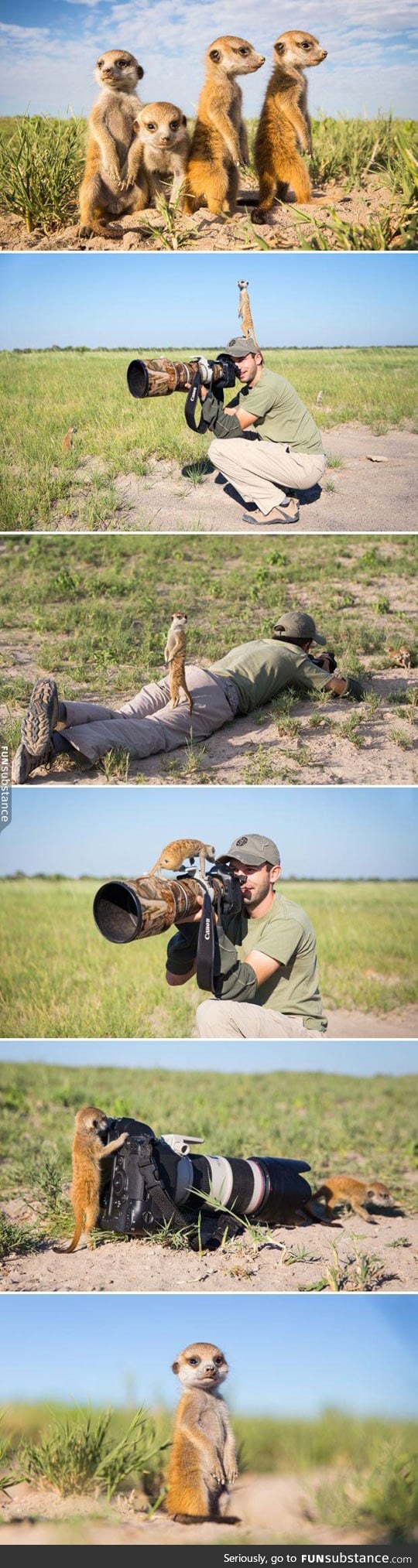 Baby meerkats meet photographer