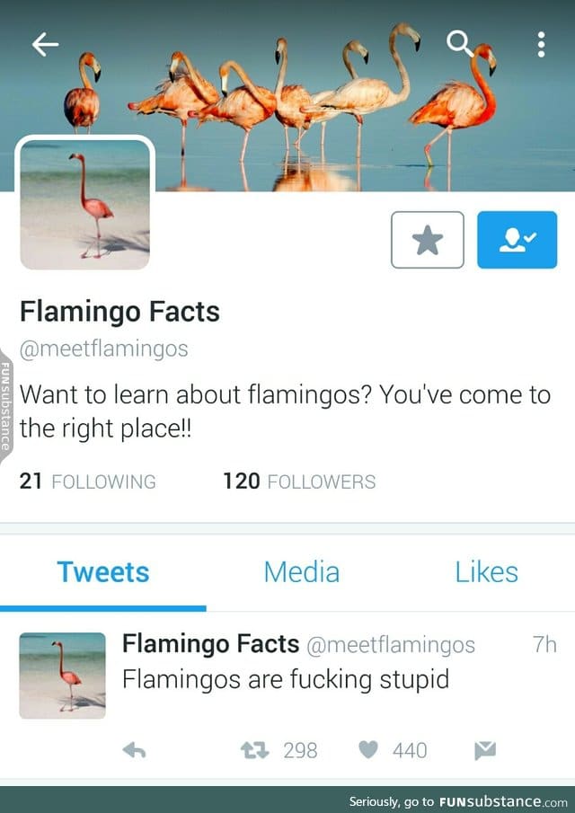 Poor flamingos :(