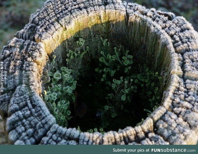 Lichen colony in a frozen fence post