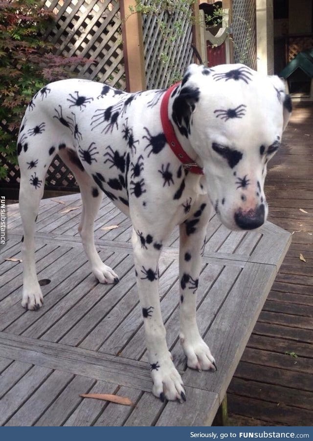 polkadot pupper is vv frighteny for halloween