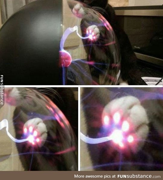 When a cat touches a plasma ball