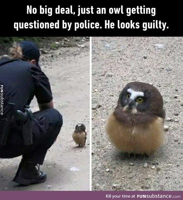 Am I being detained, hooman?