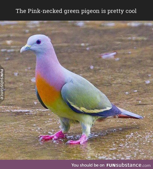 Colorful pigeon