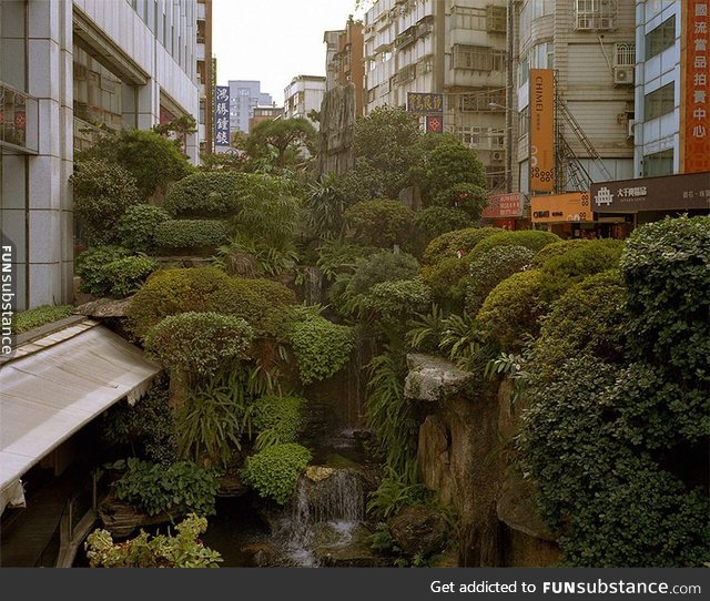 Urban Jungle in Taipei