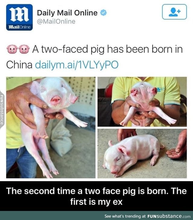 Two faced pig