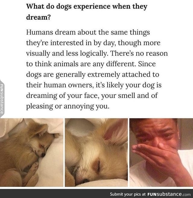 What do dogs dream of