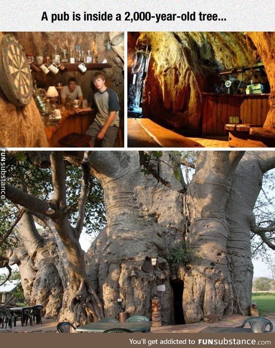 Sunland baobab in africa