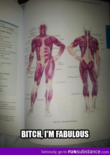 Fabulous anatomy