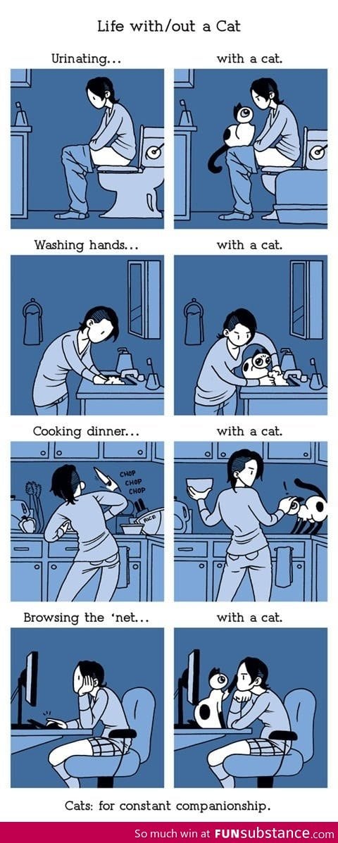 Life with a cat