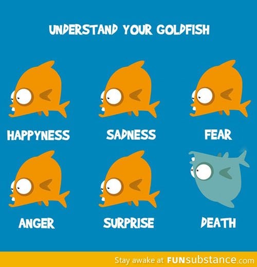 Understand your goldfish