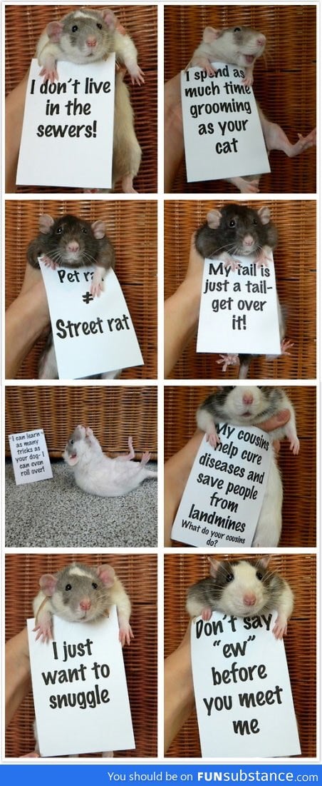 Rats are misunderstood creatures