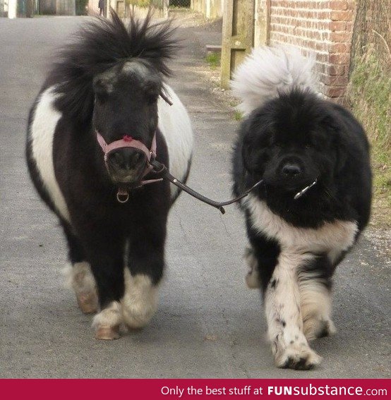 A dog walking a pony