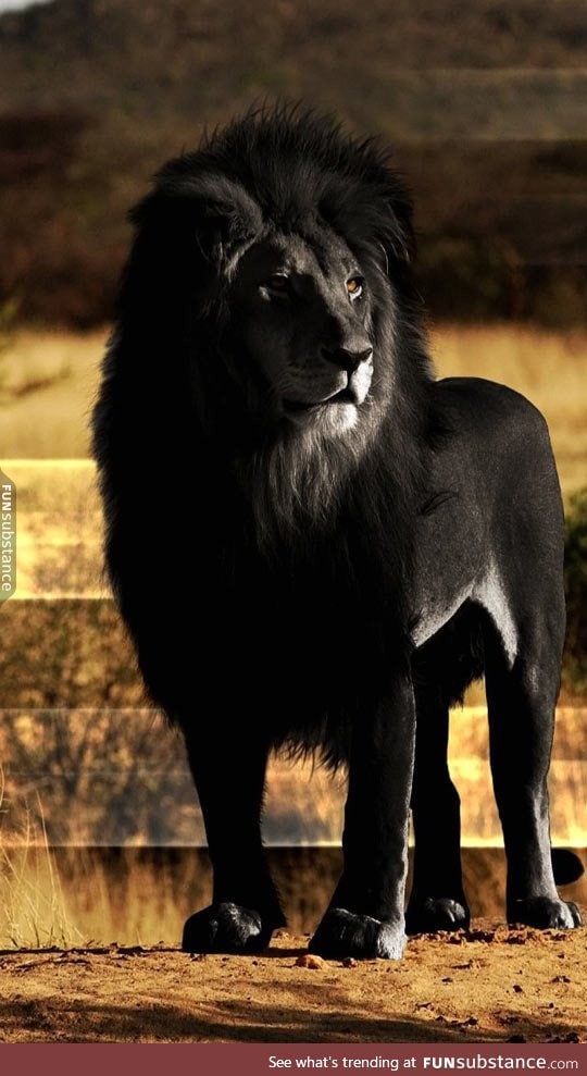 Black lion looks majestic