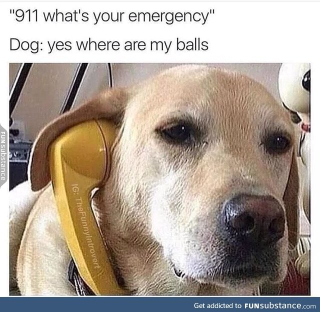 Doggo needs help