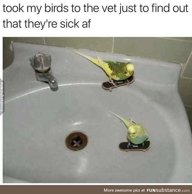 Sick birds!