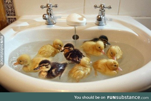 Day 599 of your daily dose of cute: Rub-a-dub ink 9 ducklings in the sink