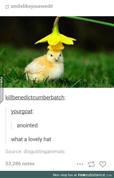 Birb gets a new flower hat