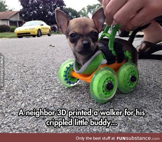 Dog on wheelz