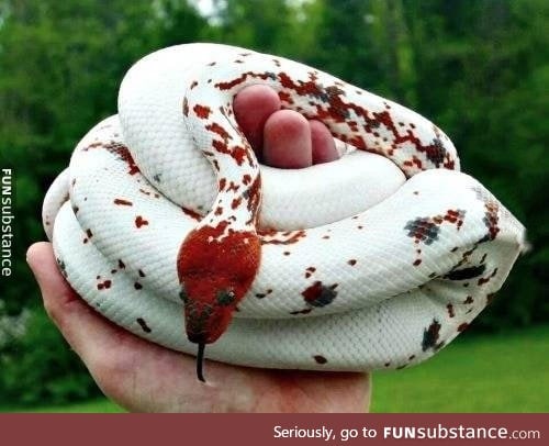 Most beautiful snek ever.