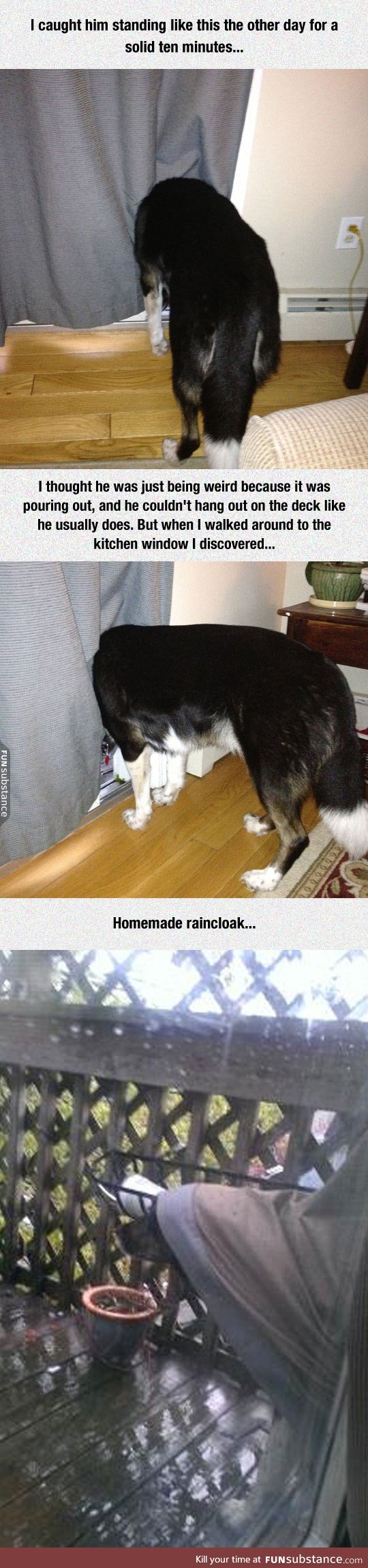 This dog is a brilliant genius