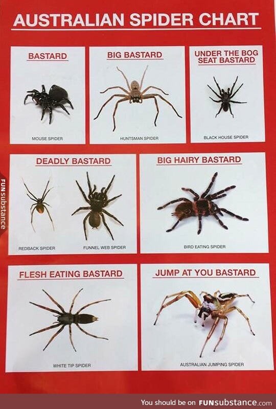 Spider chart