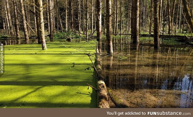 This tree has stopped this duckweed from spreading!