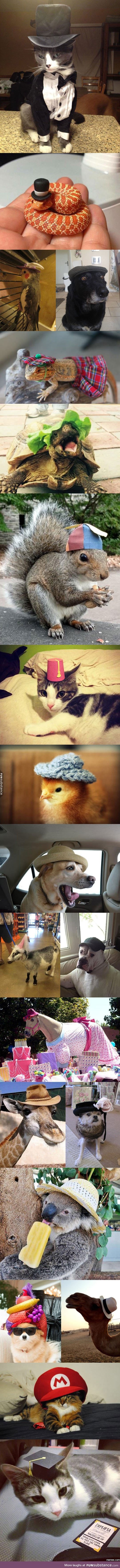 Animals with hat