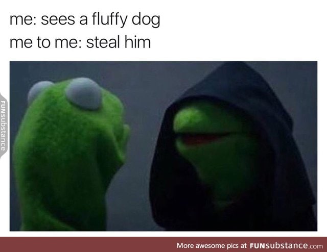 Sees a fluffy dog