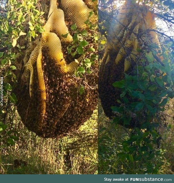 This "beehive?" is insane, found in Wisconsin
