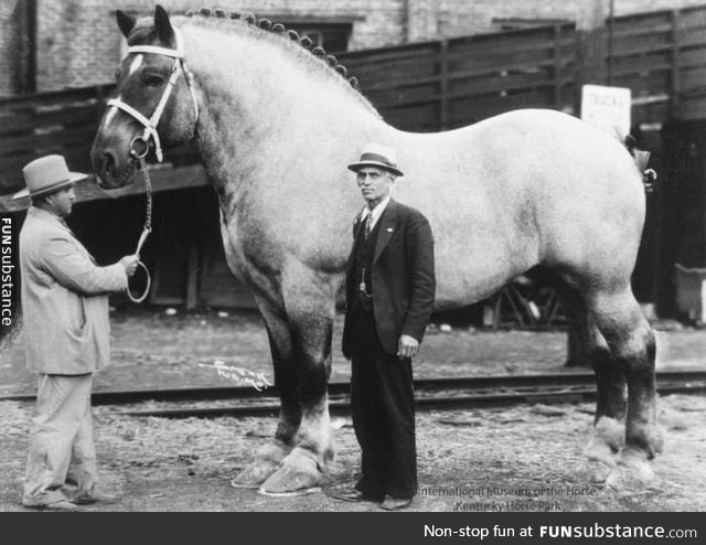 The world's biggest horse, Brooklyn Supreme, standing 78 inches (198.12 cm) tall