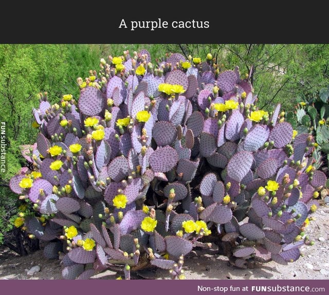 Have you ever seen a purple cactus