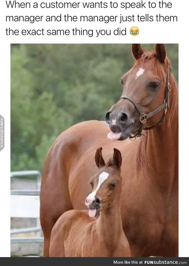 Horses are so cute