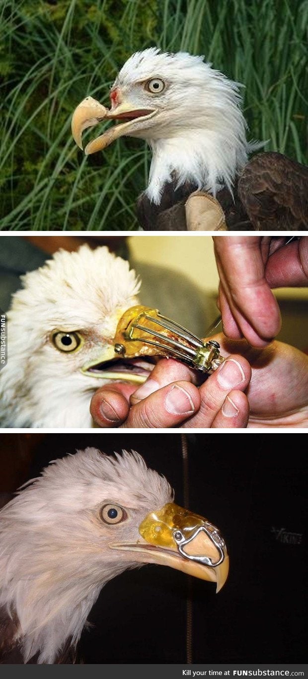 Good Guy Dentist saves Eagle