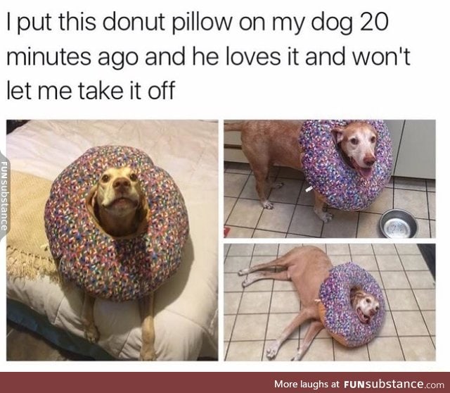 Dog likes doughnuts too