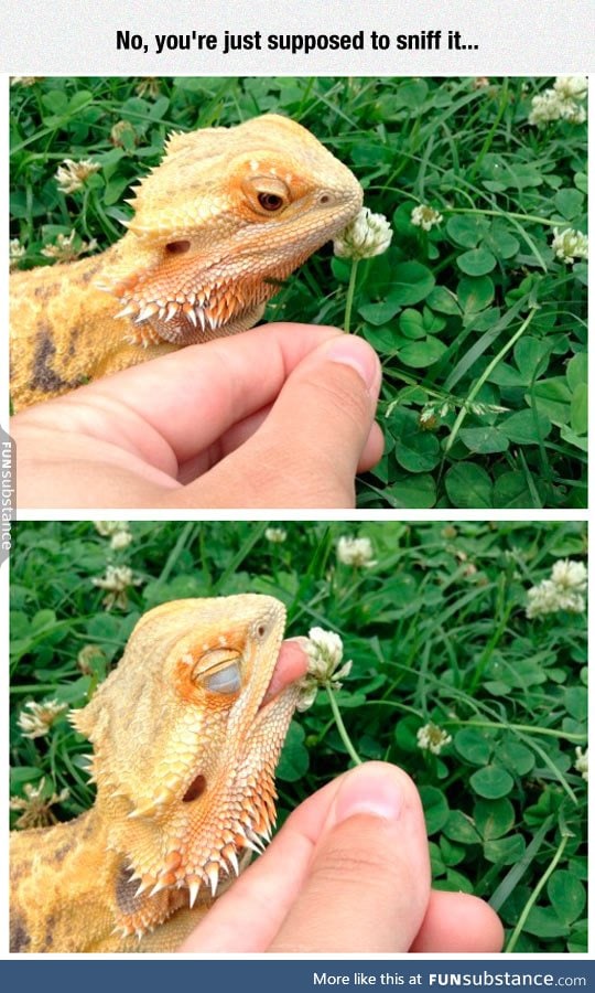 Dragon loves flowers