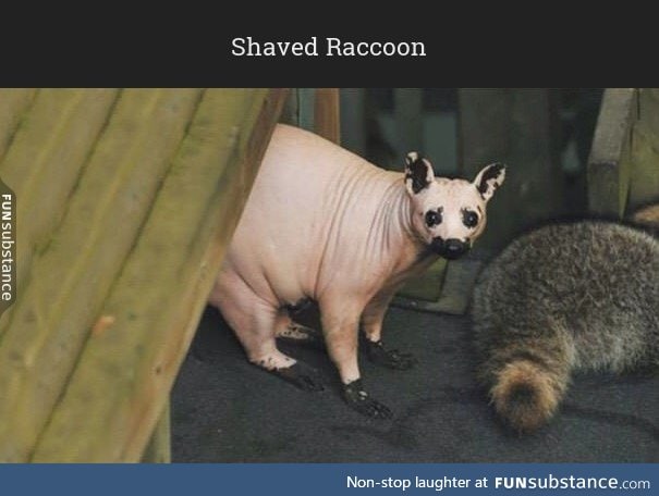 In case you have never seen a shaved raccoon