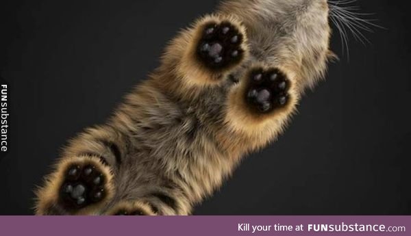 Ermahgerd Kitty Toes!