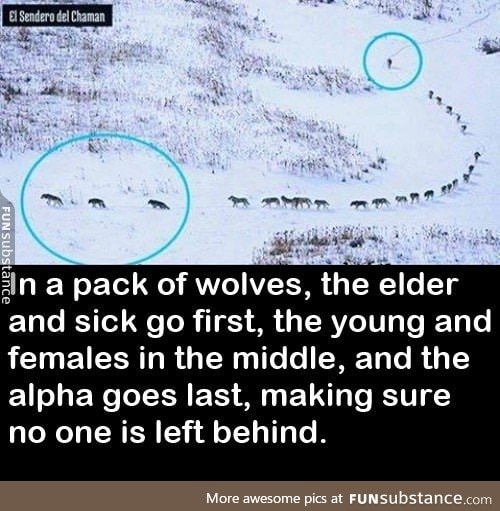Wolves are alpha af