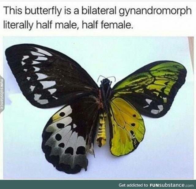 Butterfly has two genders